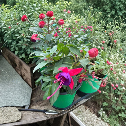 Fuchsia ‘Rose Blue’ – Fuchsia hybrid Live Flowering Plant | Includes 4" Pot  Rose & Blue Blooms | Shade Loving | Compact Size