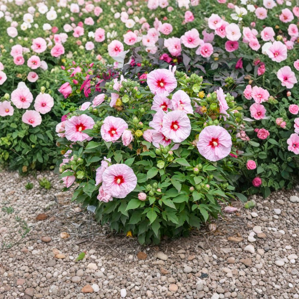Hibiscus ‘All Eyes On Me’ – Hardy Hibiscus Live Starter Plant | Includes Nursery Pot Blush Pink Blooms | Large Flower Perennial | Summer to Fall Color | Easy to Grow