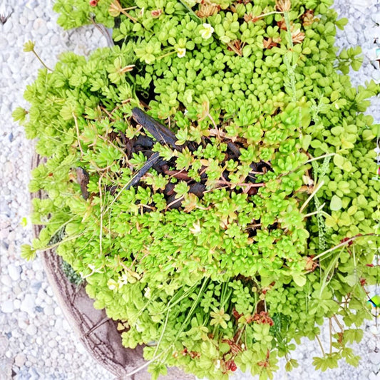 Sedum Sarmentosum Cuttings – Live Creeping Succulent | 60 Pack Fast Growing Ground Cover | Hardy Perennial Sedum | Indoor & Outdoor Garden | Easy to Grow