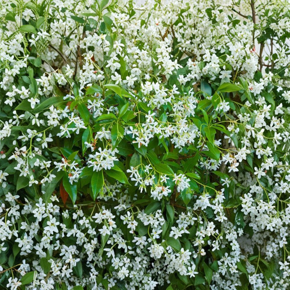Star Jasmine Cuttings – Trachelospermum jasminoides Live Plant | 5 Unrooted Cuttings | Fragrant Climbing Vine | Rare Garden Starter | Perfect for Trellis & Containers