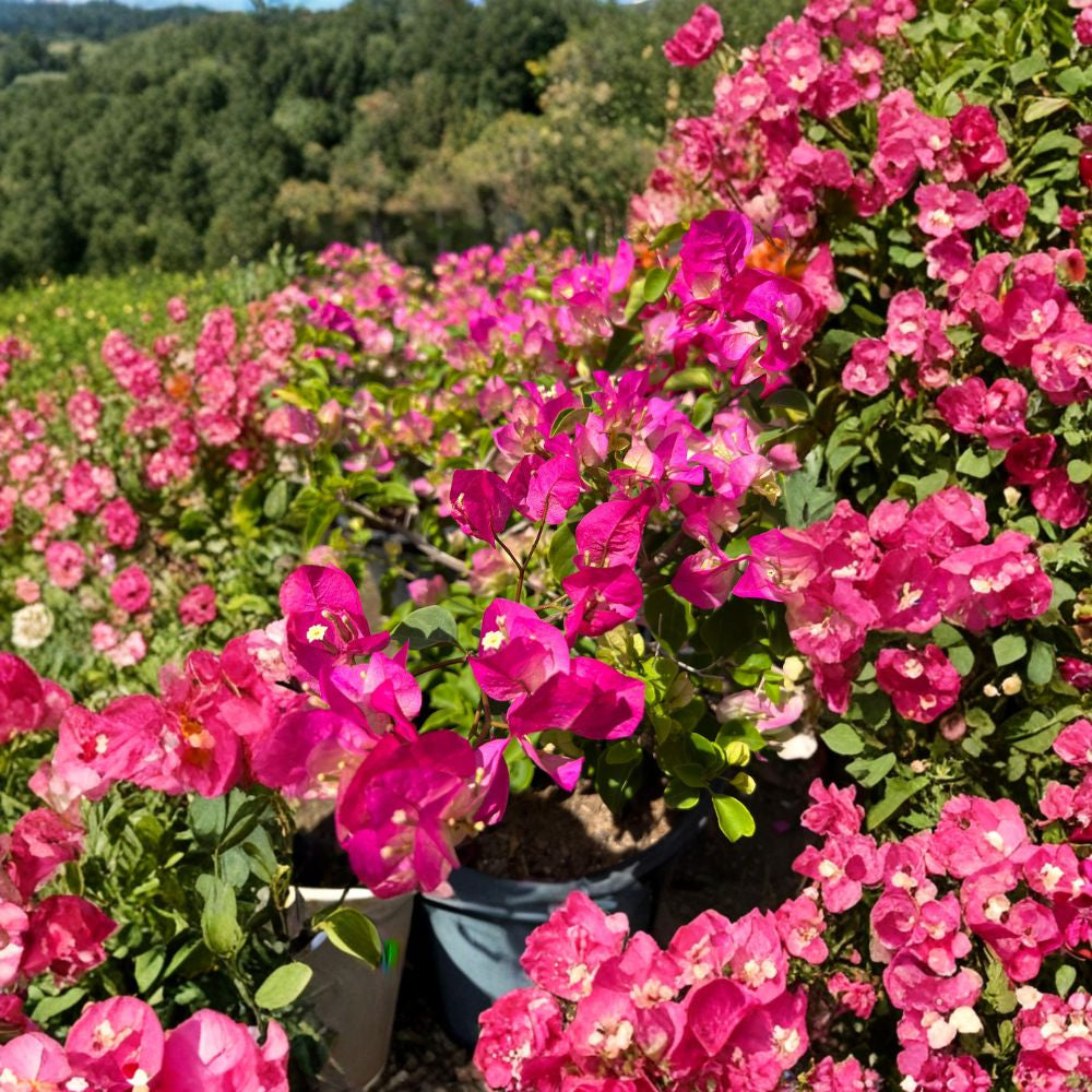 Pink & White Bougainvillea Bush Live Flowering Vine | 1–2 Feet Tall | Shipped in 3 Gallon Pot  Bright Two-Tone Bracts | Fast Growing | Sun Loving Tropical Plant