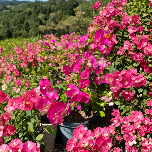 Pink & White Bougainvillea Bush Live Flowering Vine | 1–2 Feet Tall | Shipped in 3 Gallon Pot  Bright Two-Tone Bracts | Fast Growing | Sun Loving Tropical Plant