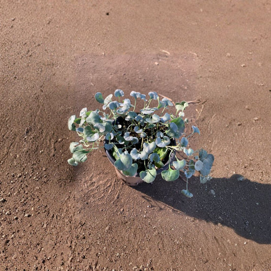 Dichondra ‘Silver Falls’ Live Trailing Plant | 6–8 Inches Tall | Shipped in 6 Inch Pot  Silvery Cascading Foliage | Drought Tolerant | Perfect for Hanging Baskets
