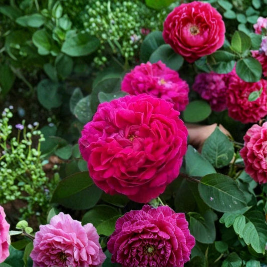 Damask Rose Cuttings – Rosa damascena Live Plant | 5 Unrooted Cuttings | Fragrant Heirloom Rose | Perfume Rose Starter | Garden Propagation Pack