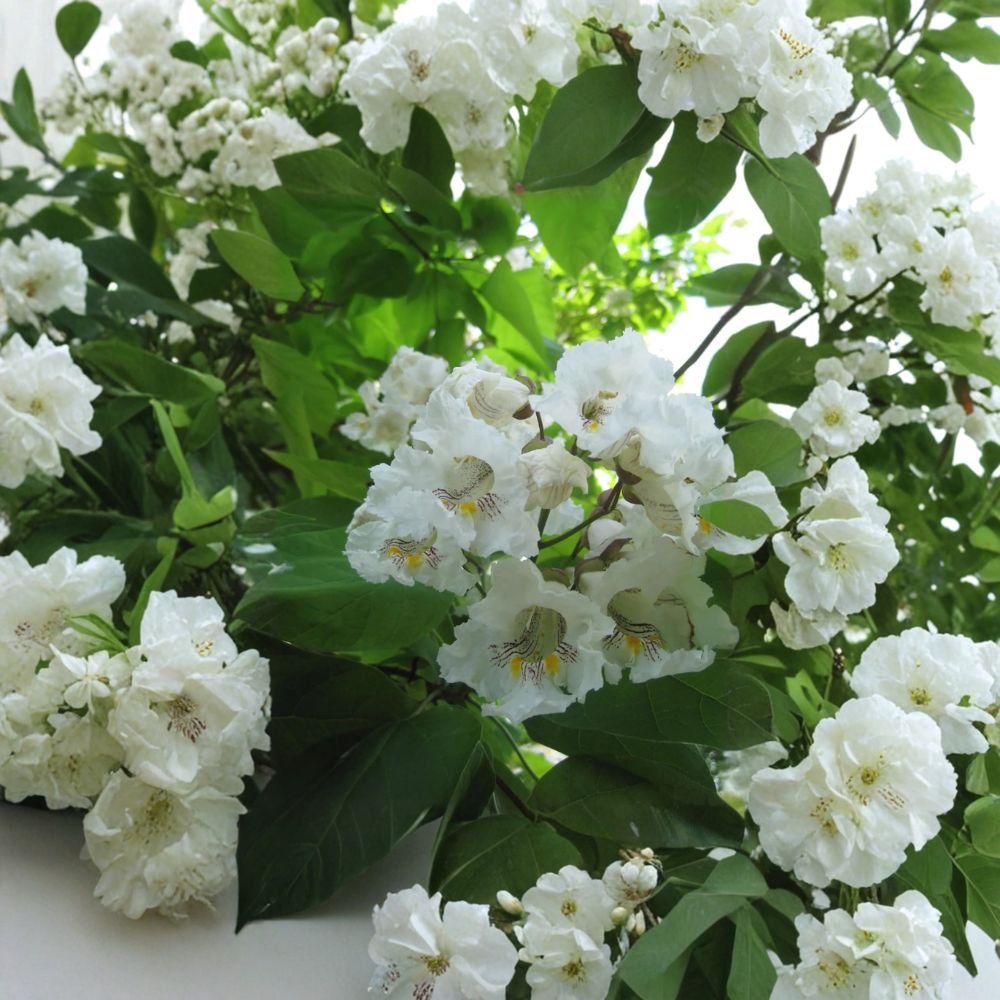 Northern Catalpa – Catalpa speciosa Live Starter Plant | 6–9 Inches Tall | Fast Growing Shade Tree | Large Leaf Ornamental Tree | Hardy Landscape Tree