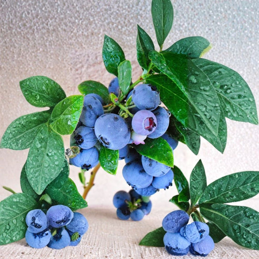 Blueberry ‘Emerald’ – Vaccinium corymbosum Live Plant | 1 Foot Tall | Ships in 6 Inch Pot  Low Chill Variety | Early Ripening | High Quality Berries