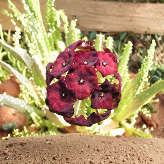 Caralluma Umbellata Cutting – Rare Stapeliad Succulent | 4–5 Inch Live Cutting | Exotic Desert Plant | Collector’s Succulent | Easy to Grow