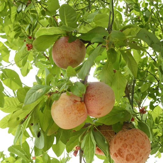 Pluot ‘Dapple Dandy’ – Prunus hybrid Live Fruit Tree | 3 Feet Tall | Includes 3 Gallon Pot  Plum × Apricot Hybrid | Speckled Skin | Sweet & Juicy