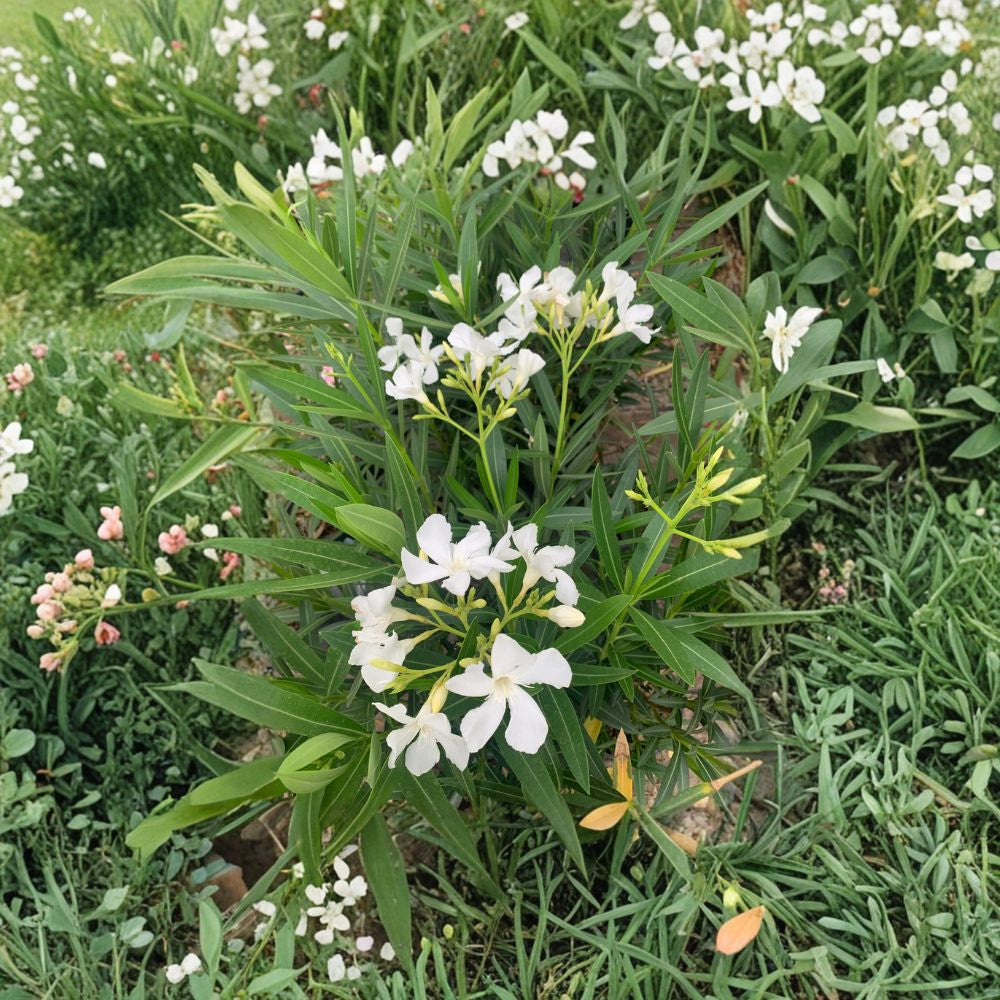 White Oleander – Nerium oleander Live Evergreen Shrub | 1–2 Feet Tall | Includes 6" Pot  Pure White Blooms | Heat Tolerant | Full Sun Loving