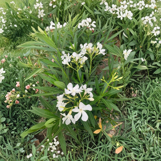 White Oleander – Nerium oleander Live Evergreen Shrub | 1–2 Feet Tall | Includes 6" Pot  Pure White Blooms | Heat Tolerant | Full Sun Loving