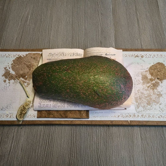 Queen Avocado Tree – Grafted Live Fruit Tree | 1 Foot Tall | Shipped in Plastic Bag  Premium Variety | Early Fruiting | Backyard Orchard Favorite