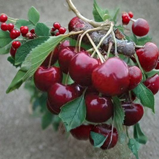 Cherry Tree ‘Lapins’ – Prunus avium Live Tree | 3–4 Feet Tall | Ships in 3 Gallon Pot  Self-Pollinating | Large Sweet Fruit | Bigger Trunk