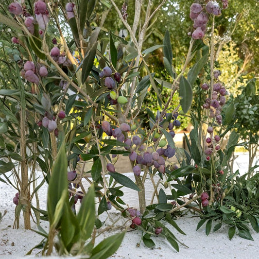 Olive ‘Frantoio’ – Olea europaea Live Olive Tree | 2 Feet Tall | Includes 6 Inch Nursery Pot  Cold Hardy Variety | Self-Fertile | Silvery Foliage & Edible Olives