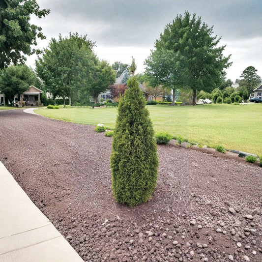Thuja ‘Emerald Squeeze’ – Live Starter Plant | 4–6 Inches Tall | Compact Evergreen Shrub | Narrow Arborvitae | Privacy Hedge Plant | Cold Hardy