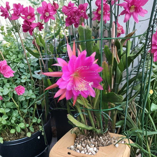 Pink Epiphyllum Orchid Cactus Cutting – 8–10 Inch Live Plant | Night Blooming Cactus | Tropical Epiphyllum | Hanging Succulent | Easy to Grow