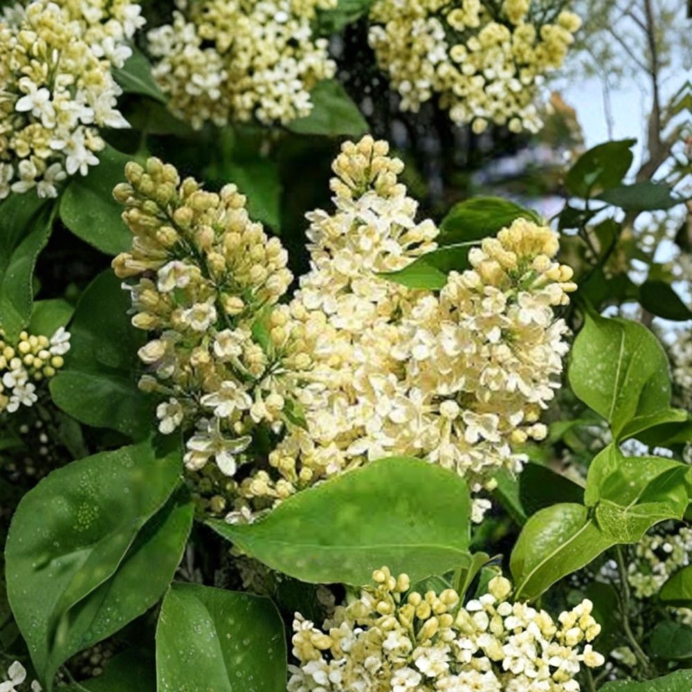 Syringa ‘Primrose’ – Fragrant Yellow Lilac Live Starter Plant | 7–10 Inches Tall | Includes Nursery Pot Unique Pale Yellow Blooms | Cut Flower Favorite | Easy to Grow