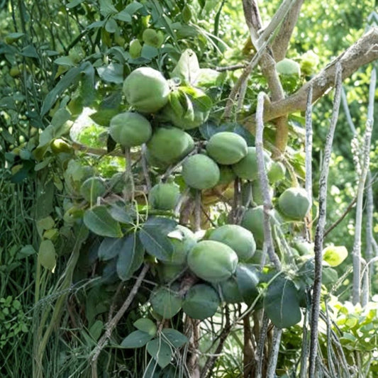 White Sapote – Casimiroa edulis Live Tropical Fruit Tree | 1 Foot Tall | Includes 6" Pot  Creamy Sweet Fruit | Fast Growing | Subtropical Favorite