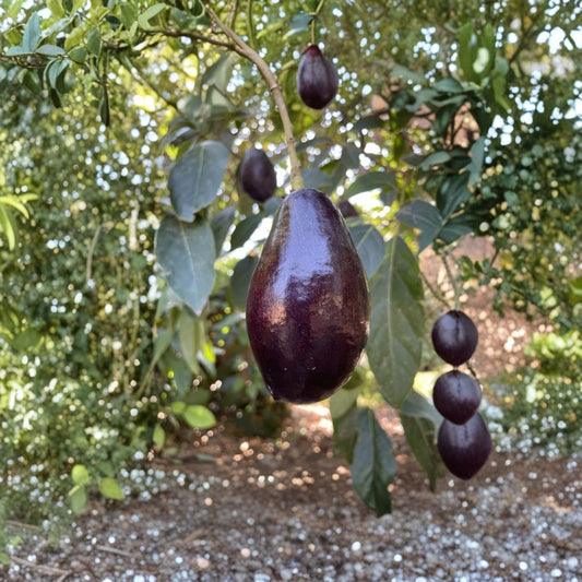 Mexicola Avocado Tree – Persea americana ‘Mexicola’ Grafted Live Tree | 1–2 Feet Tall | Includes 6" Pot  Cold Hardy Variety | Thin Edible Skin | Early Season