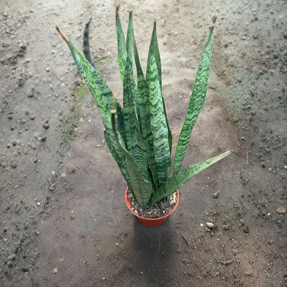 Sansevieria Trifasciata – Snake Plant Live Houseplant | 2 Feet Tall | Includes 3 Gallon Nursery Pot  Low Light Indoor Plant | Air Purifying | Easy Care Favorite