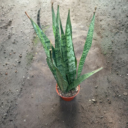 Sansevieria Trifasciata – Snake Plant Live Houseplant | 2 Feet Tall | Includes 3 Gallon Nursery Pot  Low Light Indoor Plant | Air Purifying | Easy Care Favorite