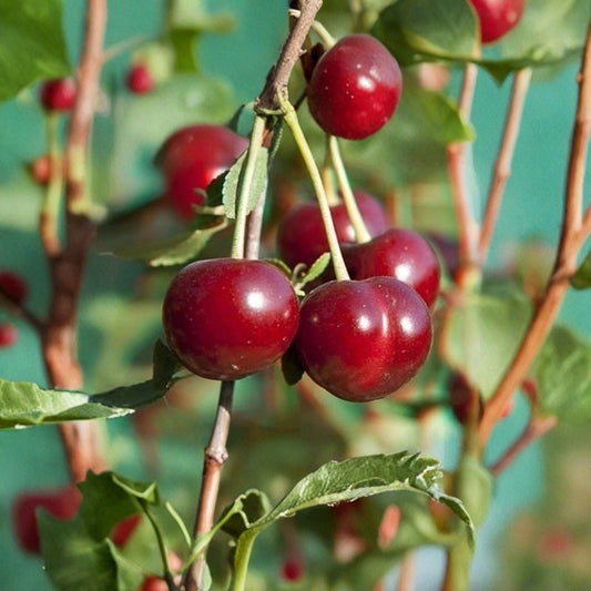 Sour Cherry Cuttings Collection – Wanda + Star of Vytenai | 6 Pack (3+3) Live Cuttings | Fruit Tree Scion Wood | For Grafting or Rooting | Hardy Varieties