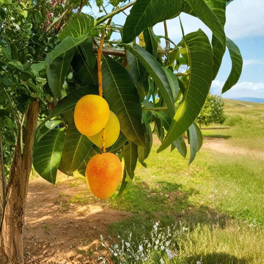 Alphonso Mango Tree – Grafted Live Fruit Tree | 1–2 Feet Tall | Shipped in 3 Gallon Pot  Premium Indian Mango | Rich Sweet Flavor | Grafted for True Variety