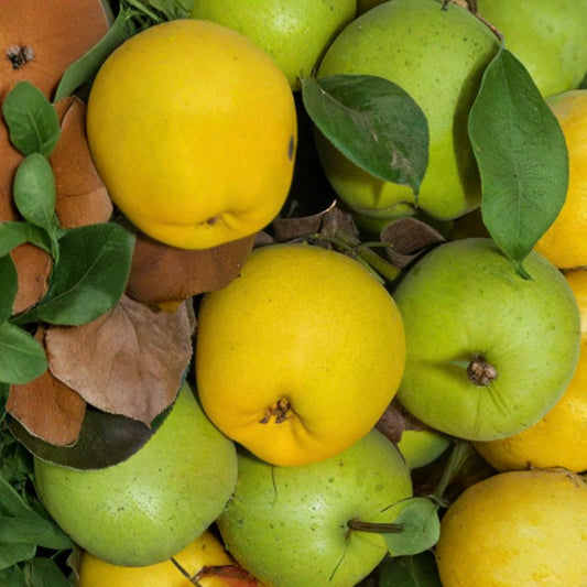 Pear ‘Monterrey’ – Pyrus communis Live Tree | 2 Feet Tall | Ships in 1 Gallon Pot  Large Apple-Shaped Fruit | Sweet Crisp Flesh | High Quality Pear