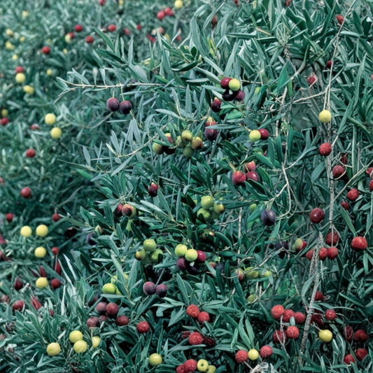 Manzanillo Olive Tree – Olea europaea ‘Manzanillo’ Live Olive Tree | 2 Feet Tall | Includes 6" Pot  Spanish Variety | Table Olive & Oil | Evergreen