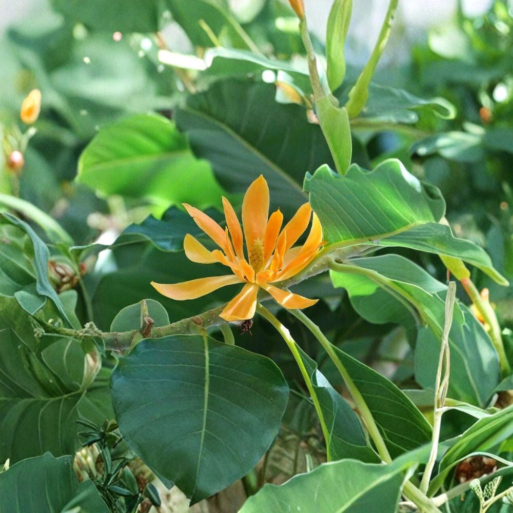 Gold Champaca – Magnolia champaca (Michelia champaca) Live Fragrant Tree | 2 Feet Tall | Includes 6" Pot  Golden Yellow Blooms | Highly Fragrant | Evergreen Ornamental