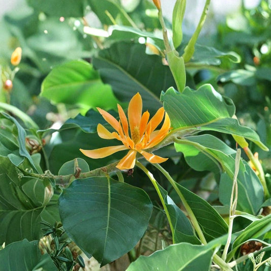 Gold Champaca – Magnolia champaca (Michelia champaca) Live Fragrant Tree | 2 Feet Tall | Includes 6" Pot  Golden Yellow Blooms | Highly Fragrant | Evergreen Ornamental