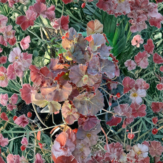 Begonia ‘Angel Glow’ – Angel Wing Begonia Live Plant | 4–8 Inches Tall | Ships in 1 Gallon Pot  Colorful Foliage | Shade Loving | Tropical Ornamental Plant