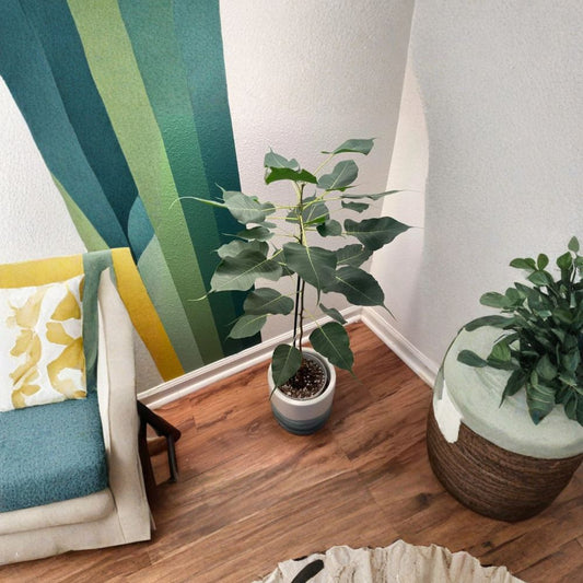 Bodhi Plant – Ficus religiosa (Cây Bồ Đề) Live Sacred Fig Tree | 2–3 Feet Tall | Shipped in 3 Gallon Pot  Sacred Bo Tree | Symbol of Enlightenment | Ornamental & Cultural Significance