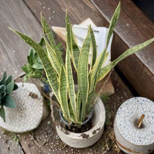 Sansevieria Laurentii Cuttings – Variegated Snake Plant | 4 Pack 4–6 Inch Leaf Cuttings | Hawaii Grown | Easy Care Indoor Plant | Air Purifying
