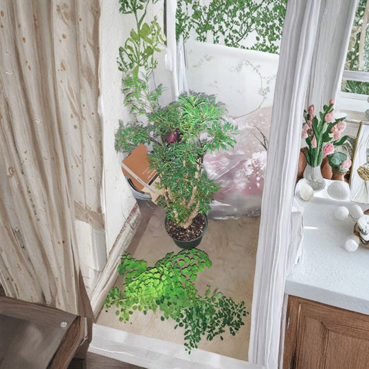 Ming Aralia – Polyscias fruticosa Live Bonsai Plant | 1 Foot Tall | Includes 6" Pot  Great for Bonsai | Evergreen Foliage | Indoor & Patio Friendly