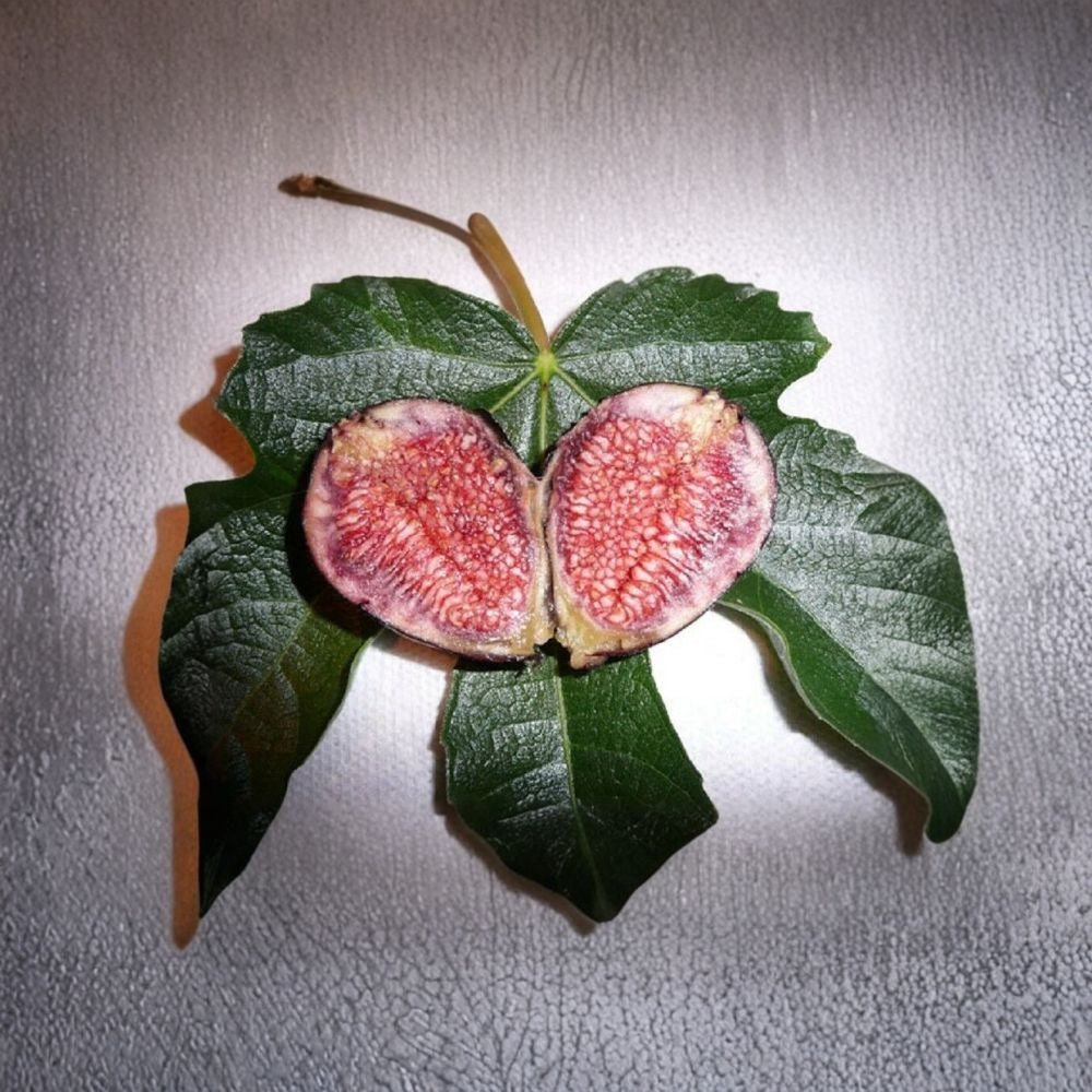 Ficus carica ‘Violette de Bordeaux’ – Fig Tree Live Starter Plant | 5–7 Inches Tall | Sweet Purple Fruit | Compact Edible Fig Tree | Patio Friendly