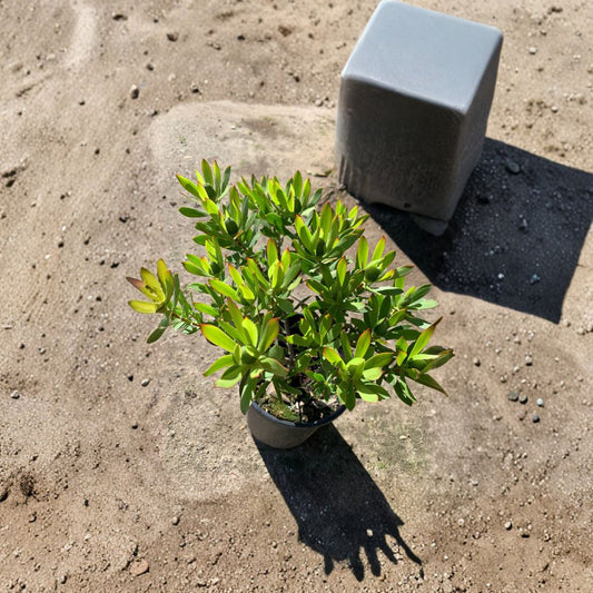 Leucadendron ‘Wilson’s Wonder’ – Leucadendron hybrid Live Evergreen Shrub | 1 Foot Tall | Includes 1 Gallon Pot  Blonde Yellow Bracts | Dense Compact Form | Spring Color