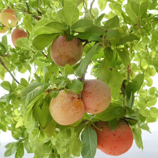 Pluot ‘Dapple Dandy’ – Prunus hybrid Live Tree | 3–4 Feet Tall | Ships in 3 Gallon Pot  Speckled Skin | Sweet Juicy Flavor | Bigger Trunk