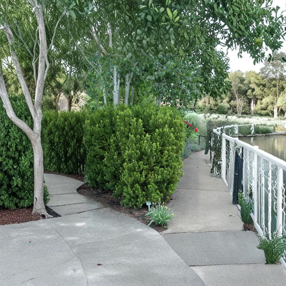 Taxus ‘Hicksii’ – Hicks Yew Live Starter Plant | 5–7 Inches Tall | Evergreen Columnar Shrub | Privacy Hedge Plant | Shade Tolerant