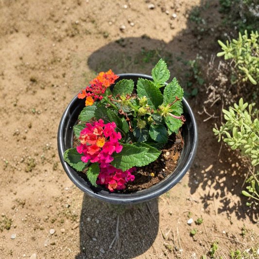 Lantana ‘Cherry Sunrise’ – Lantana camara Live Flowering Plant | Includes 6" Pot  Cherry Red & Yellow Blooms | Heat Tolerant | Pollinator Friendly