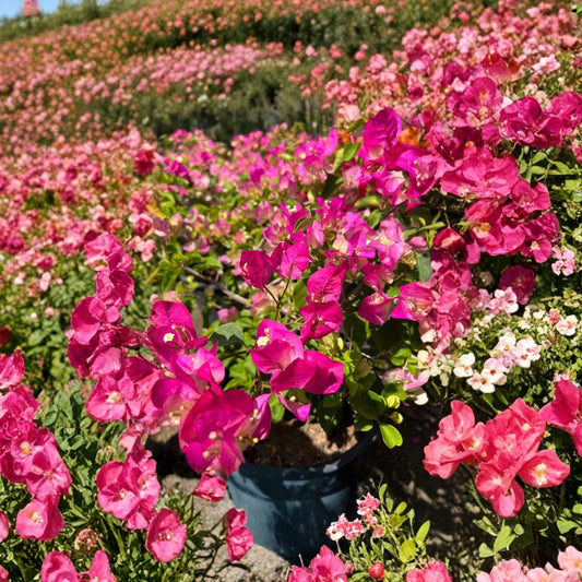 Pink & White Bougainvillea – Bougainvillea spp. Live Staked Plant | 3–4 Feet Tall | Includes 3 Gallon Nursery Pot  Tropical Climbing Vine | Vibrant Bi-Color Blooms | Fast Growing