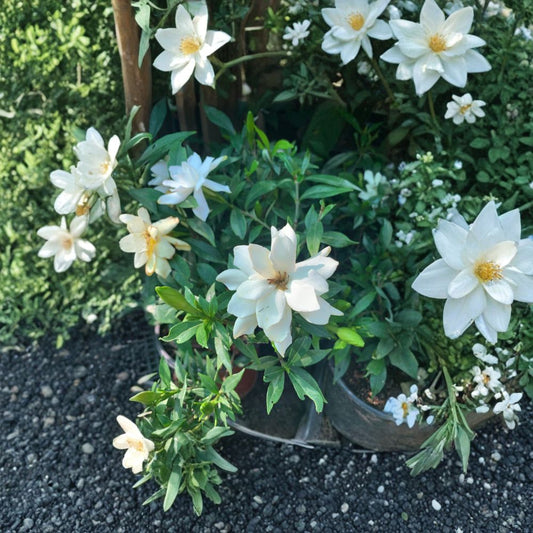 Gardenia ‘Frost Proof’ Live Flowering Plant | Shipped in 6 Inch Pot  Fragrant White Blooms | Glossy Dark Green Foliage | Cold Hardy Variety