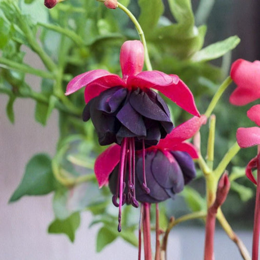 Fuchsia ‘New Millennium’ – Fuchsia hybrid Live Flowering Plant | Includes 1 Gallon Pot  Deep Purple & Red Blooms | Hanging Basket Favorite | Long Blooming