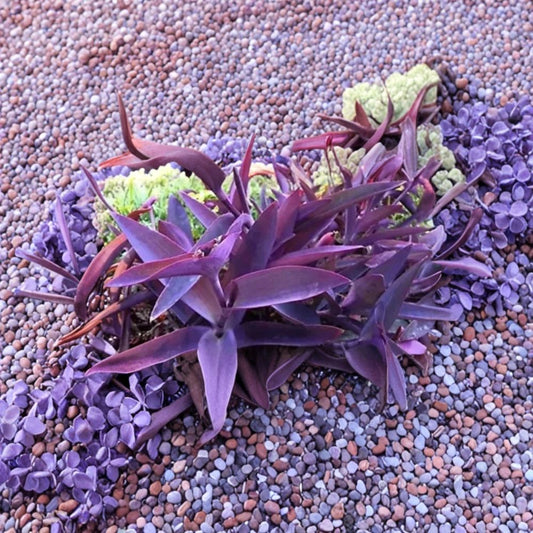Purple Heart Plant Cuttings – Tradescantia pallida Live Plant | 12 Unrooted Cuttings | Vibrant Purple Trailing Plant | Indoor & Outdoor Easy Grow
