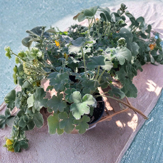 Peppermint Geranium Live Scented Plant | 4–8 Inches Tall | Shipped in 1 Gallon Pot  Refreshing Mint Fragrance | Aromatic Foliage | Great for Containers