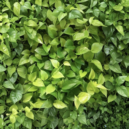 Pothos Cuttings – Epipremnum Live Plant | 10 Pack Unrooted Cuttings | Fast Growing Indoor Vine | Air Purifying Houseplant | Easy to Grow