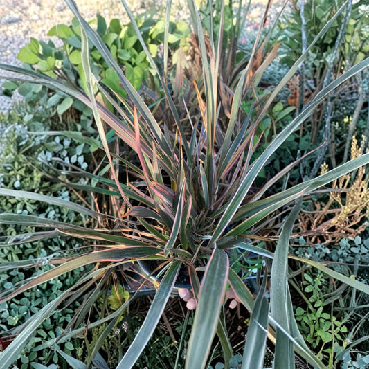 Phormium ‘Rainbow Queen’ – New Zealand Flax Live Foliage Plant | 1 Foot Tall | Includes 6" Pot  Colorful Variegated Leaves | Architectural Accent | Low Maintenance