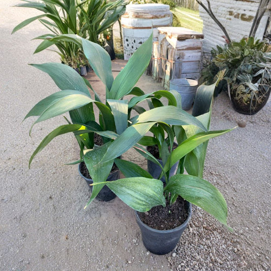 Cast Iron Plant – Aspidistra elatior Live Plant | 1–2 Feet Tall | Ships in 1 Gallon Pot  Low Light Tolerant | Hardy Evergreen | Easy Care Houseplant