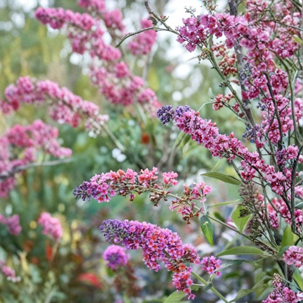 Buddleia ‘Bicolor’ – Butterfly Bush Starter Plant | Live Rooted Shrub | Lavender & Yellow Flowers | Fragrant Pollinator Plant
