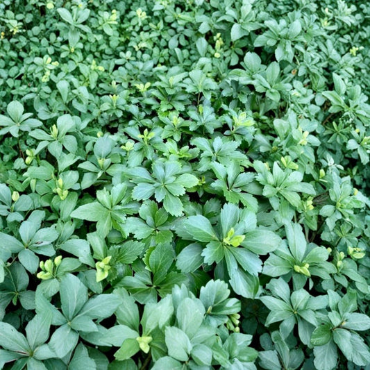 Pachysandra Cuttings – 10 Japanese Spurge 3–5 Inch | Evergreen Ground Cover | Shade Loving Perennial | Easy to Root