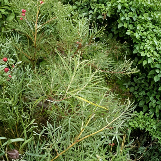 Rosemary Willow Cuttings – 5 Unrooted Willow Tree Cuttings | Fast Growing Privacy Plant | Bonsai & Basketry Willow | Easy to Grow